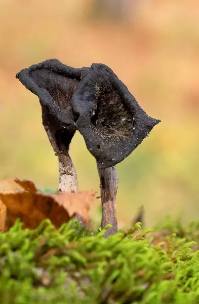 stock image Craterellus cornucopioides, or horn of plenty, is an edible mushroom. It is also known as the black chanterelle, black trumpet, trompette de la mort, trombetta dei morti  or trumpet of the dead.