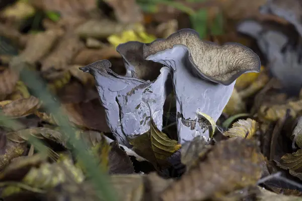 stock image Craterellus cornucopioides, or horn of plenty, is an edible mushroom. It is also known as the black chanterelle, black trumpet, trompette de la mort, trombetta dei morti  or trumpet of the dead.