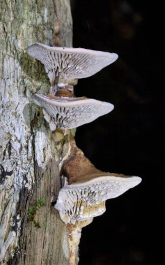 Daedalea quercina is a species of mushroom commonly known as the oak mazegill or maze-gill fungus, the specific epithet refers to the oak genus Quercus, upon which it frequently grows, causing a brown clipart