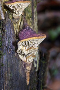 Daedalea quercina is a species of mushroom commonly known as the oak mazegill or maze-gill fungus, the specific epithet refers to the oak genus Quercus, upon which it frequently grows, causing a brown clipart