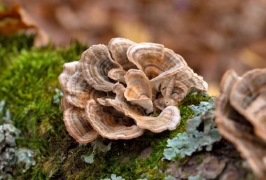 Trametes versicolor, ayrıca Coriolus versicolor ve Polyporus versicolor olarak da bilinir, dünya genelinde bulunan yaygın bir polipora mantarıdır.