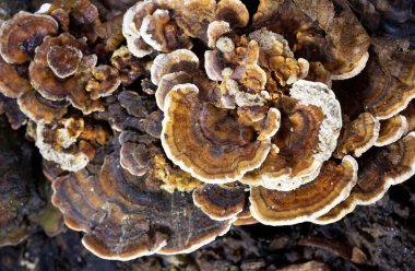 Trametes versicolor, ayrıca Coriolus versicolor ve Polyporus versicolor olarak da bilinir, dünya genelinde bulunan yaygın bir polipora mantarıdır.
