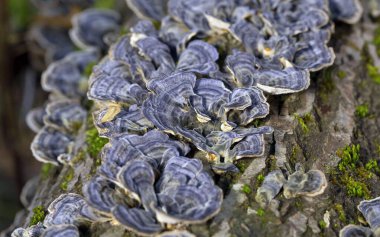 Trametes versicolor, ayrıca Coriolus versicolor ve Polyporus versicolor olarak da bilinir, dünya genelinde bulunan yaygın bir polipora mantarıdır.