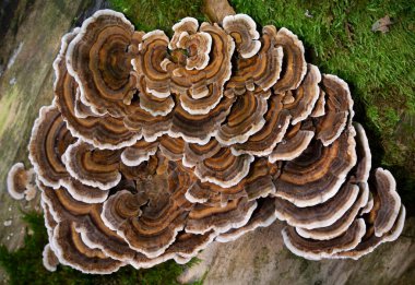 Trametes versicolor, ayrıca Coriolus versicolor ve Polyporus versicolor olarak da bilinir, dünya genelinde bulunan yaygın bir polipora mantarıdır.
