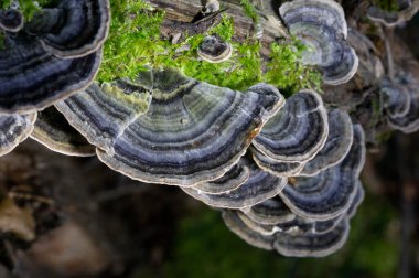 Trametes versicolor, ayrıca Coriolus versicolor ve Polyporus versicolor olarak da bilinir, dünya genelinde bulunan yaygın bir polipora mantarıdır.