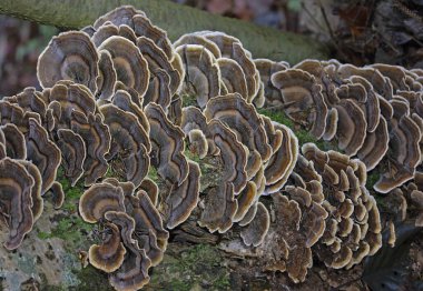 Trametes versicolor, ayrıca Coriolus versicolor ve Polyporus versicolor olarak da bilinir, dünya genelinde bulunan yaygın bir polipora mantarıdır.