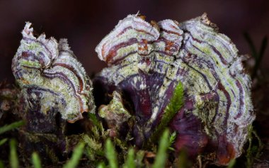 Trametes versicolor, ayrıca Coriolus versicolor ve Polyporus versicolor olarak da bilinir, dünya genelinde bulunan yaygın bir polipora mantarıdır.
