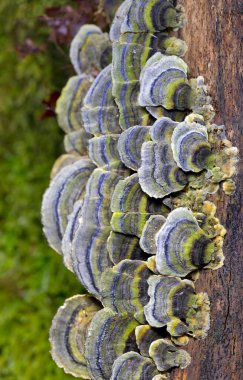 Trametes versicolor, ayrıca Coriolus versicolor ve Polyporus versicolor olarak da bilinir, dünya genelinde bulunan yaygın bir polipora mantarıdır.