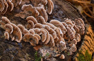 Trametes versicolor, ayrıca Coriolus versicolor ve Polyporus versicolor olarak da bilinir, dünya genelinde bulunan yaygın bir polipora mantarıdır.