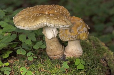 Amanita rubescens bir mantarı güzelleştirir. 
