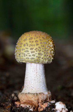 Amanita rubescens bir mantarı güzelleştirir. 