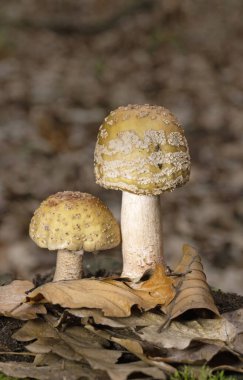 Amanita rubescens bir mantarı güzelleştirir. 