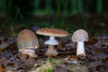 Amanita rubescens bir mantarı güzelleştirir. 