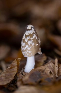 Coprinopsis picacea, yaygın olarak saksağan mantarı, magpie fungus veya magpie inkcap fungus olarak bilinen, Psathyrellacea familyasından bir mantar türüdür.