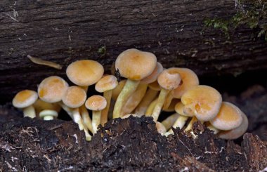 Hypholoma fasciculare commonly known as the sulphur tuft or clustered woodlover, is a common woodland mushroom, often in evidence when hardly any other mushrooms are to be found. clipart