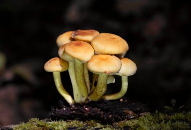 Hypholoma fasciculare commonly known as the sulphur tuft or clustered woodlover, is a common woodland mushroom, often in evidence when hardly any other mushrooms are to be found. clipart