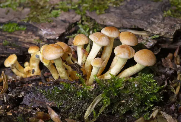 Yaygın olarak kükürt tohumu ya da kümelenmiş oduncu olarak bilinen tire faşikülare, çoğu zaman başka mantar bulunamadığında yaygın bir orman mantarıdır..