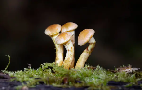 stock image Hypholoma fasciculare commonly known as the sulphur tuft or clustered woodlover, is a common woodland mushroom, often in evidence when hardly any other mushrooms are to be found.