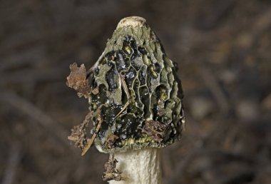 Phallus impudicus, Phallaceae familyasından bir mantar türü. Olgunlaştığında kötü kokusuyla ve erkeklik organıyla tanınır..