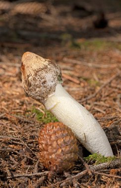 Phallus impudicus, Phallaceae familyasından bir mantar türü. Olgunlaştığında kötü kokusuyla ve erkeklik organıyla tanınır..