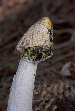 Phallus impudicus, Phallaceae familyasından bir mantar türü. Olgunlaştığında kötü kokusuyla ve erkeklik organıyla tanınır..