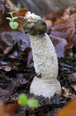 Phallus impudicus, Phallaceae familyasından bir mantar türü. Olgunlaştığında kötü kokusuyla ve erkeklik organıyla tanınır..