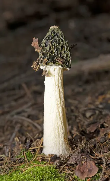 stock image Phallus impudicus, known colloquially as the common stinkhorn, is a widespread fungus in the Phallaceae family. It is recognizable for its foul odor and its phallic shape when mature.