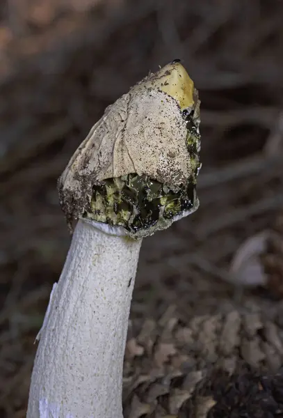 stock image Phallus impudicus, known colloquially as the common stinkhorn, is a widespread fungus in the Phallaceae family. It is recognizable for its foul odor and its phallic shape when mature.