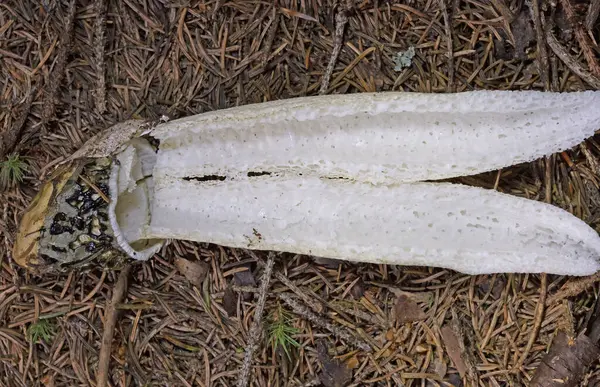 stock image Phallus impudicus, known colloquially as the common stinkhorn, is a widespread fungus in the Phallaceae family. It is recognizable for its foul odor and its phallic shape when mature.