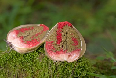 Clathrus archeri (synonyms Lysurus archeri, Anthurus archeri, Pseudocolus archeri), commonly known as octopus stinkhorn or devil's fingers, is a fungus which has a global distribution.  clipart