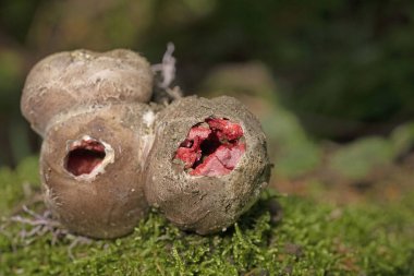 Clathrus archeri (Latince: Lysurus archeri, Anthurus archeri, Pseudocolus archeri), ahtapotgiller (Felidae) familyasından bir mantar türü.. 