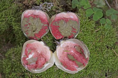 Clathrus archeri (synonyms Lysurus archeri, Anthurus archeri, Pseudocolus archeri), commonly known as octopus stinkhorn or devil's fingers, is a fungus which has a global distribution.  clipart