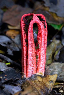 Clathrus archeri (Latince: Lysurus archeri, Anthurus archeri, Pseudocolus archeri), ahtapotgiller (Felidae) familyasından bir mantar türü.. 