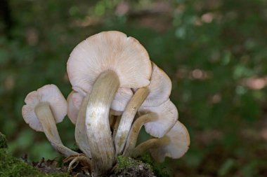 Armillaria tabescens (also known as ringless honey mushroom) is a species of fungus in the family Physalacriaceae. It is a plant pathogen. The mycelium of the fungus is bioluminescent. clipart