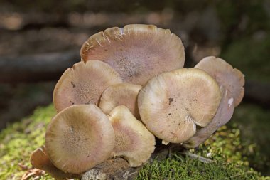 Armillaria tabescens, Physalacriaceae familyasından bir mantar türüdür. Bu bir bitki patojeni. Mantarın miselyumu biyolüminesandır..