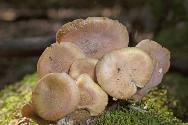 Armillaria tabescens (also known as ringless honey mushroom) is a species of fungus in the family Physalacriaceae. It is a plant pathogen. The mycelium of the fungus is bioluminescent. clipart