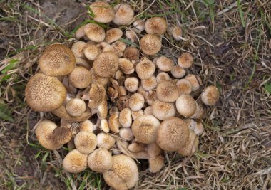 Armillaria tabescens, Physalacriaceae familyasından bir mantar türüdür. Bu bir bitki patojeni. Mantarın miselyumu biyolüminesandır..
