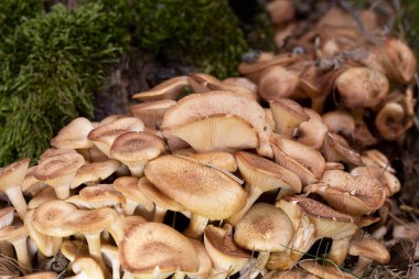 Armillaria tabescens, Physalacriaceae familyasından bir mantar türüdür. Bu bir bitki patojeni. Mantarın miselyumu biyolüminesandır..