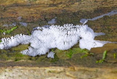 Coral slime mold, Ceratiomyxa fruticulosa, is a fairly common sight in the Romania, especially after heavy rains. clipart