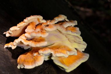 Sert turuncu ya da sülfür sarısı renginde olan Laetiporus sülfürünü gözden kaçırmak zordur. Ormanın tavuğu ya da sülfür polyporu olarak bilinen bu mantar en çok kayın ve meşede görülür.