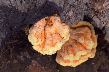Sert turuncu ya da sülfür sarısı renginde olan Laetiporus sülfürünü gözden kaçırmak zordur. Ormanın tavuğu ya da sülfür polyporu olarak bilinen bu mantar en çok kayın ve meşede görülür.