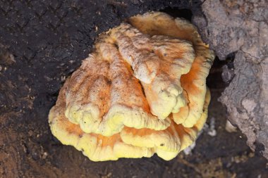Sert turuncu ya da sülfür sarısı renginde olan Laetiporus sülfürünü gözden kaçırmak zordur. Ormanın tavuğu ya da sülfür polyporu olarak bilinen bu mantar en çok kayın ve meşede görülür.