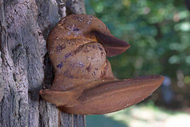 Fistulina hepatica, commonly known as the beefsteak fungus, poor mans steak, ox tongue, or tongue mushroom, is an unusual bracket fungus classified in the Agaricales, that is commonly seen in  Europe clipart