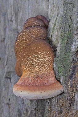 Fistulina hepatica, commonly known as the beefsteak fungus, poor mans steak, ox tongue, or tongue mushroom, is an unusual bracket fungus classified in the Agaricales, that is commonly seen in  Europe clipart