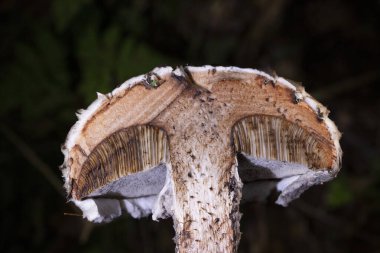 Strobilomyces strobilaceus (Floccopus), Boletaceae familyasından bir mantar türüdür. Meyve gövdeleri çok yumuşak koyu gri ile siyah piramidin üst üste binen pulları ile karakterize edilir..