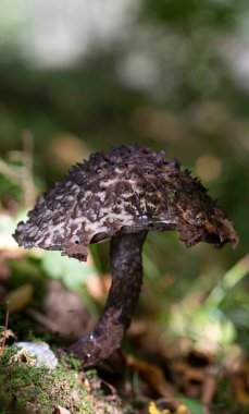 Strobilomyces strobilaceus (Floccopus), Boletaceae familyasından bir mantar türüdür. Meyve gövdeleri çok yumuşak koyu gri ile siyah piramidin üst üste binen pulları ile karakterize edilir..