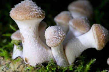 Armillaria gallica (Armillaria bulbosa ve Armillaria lutea), Agaricales familyasından bir mantar türüdür..