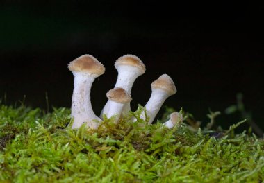 Armillaria gallica (Armillaria bulbosa ve Armillaria lutea), Agaricales familyasından bir mantar türüdür..