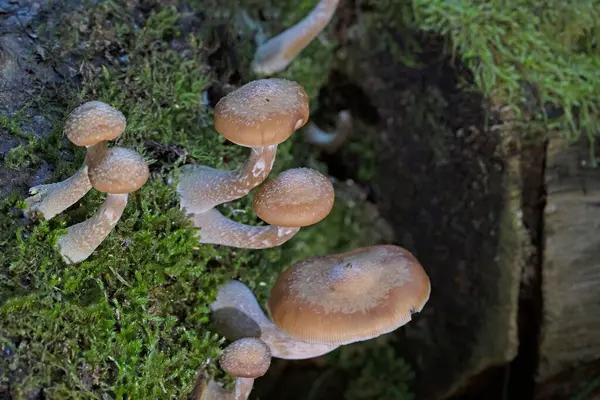 Armillaria gallica (Armillaria bulbosa ve Armillaria lutea), Agaricales familyasından bir mantar türüdür..
