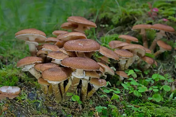 Armillaria ostoyae, Physalacriaceae familyasından ağaçlara özgü bir mantar türüdür..